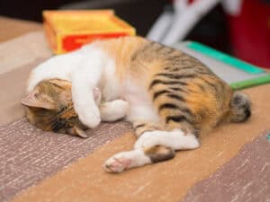 cat covering eyes while sleeping