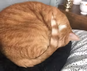 tucked tail sleeping pose
