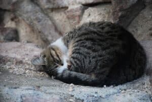 cat sleeping in a curl up position
