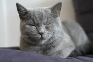 cat sleeping in a loaf position