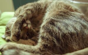cat covering face when sleeping