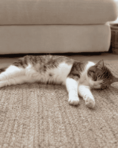 cat-stretched-sleeping