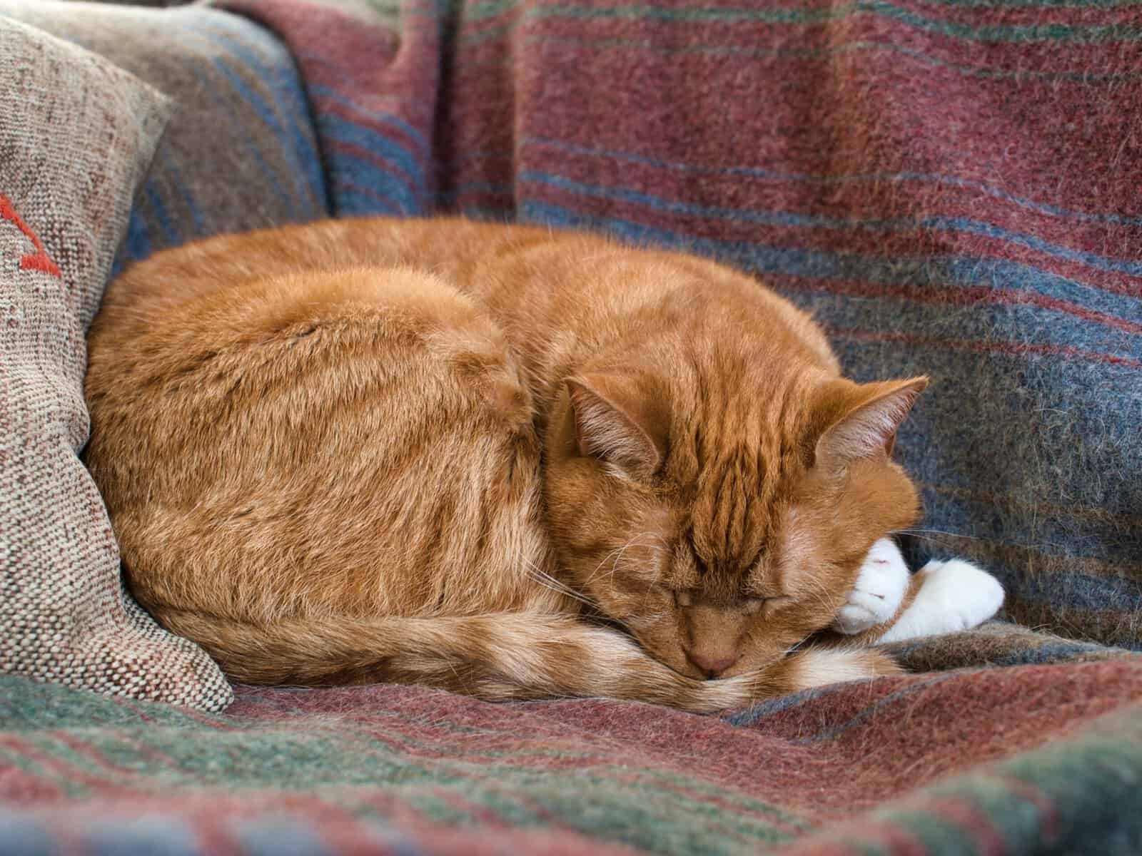 Common Health Issues That Disrupt Sleep In Older Cats Catsfanatic