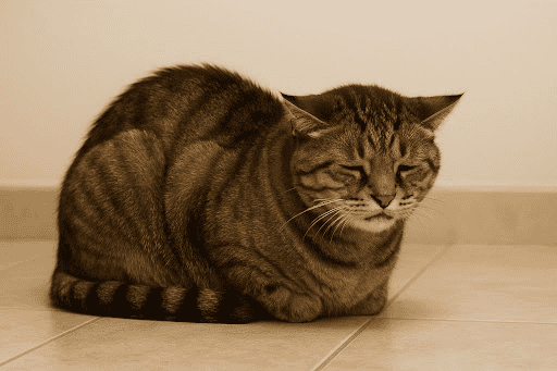 hunched sleeping position