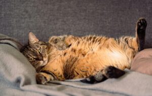 cat sleeping with belly up position