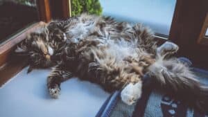 cat in a belly up sleeping position