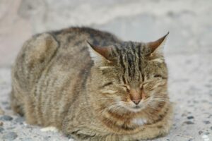 cat in a "loaf" sleeping position
