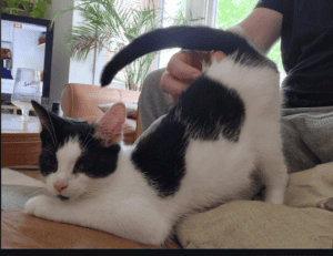 cat elevated butt while being petted