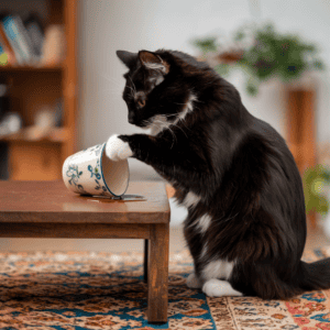 cat knocking down a cup on the table 