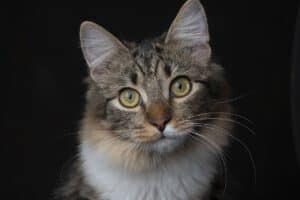cat staring blankly