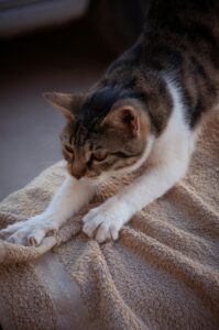 cat kneading blanket