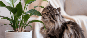cat biting on plant
