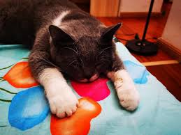cat sleeping in a "superman" position