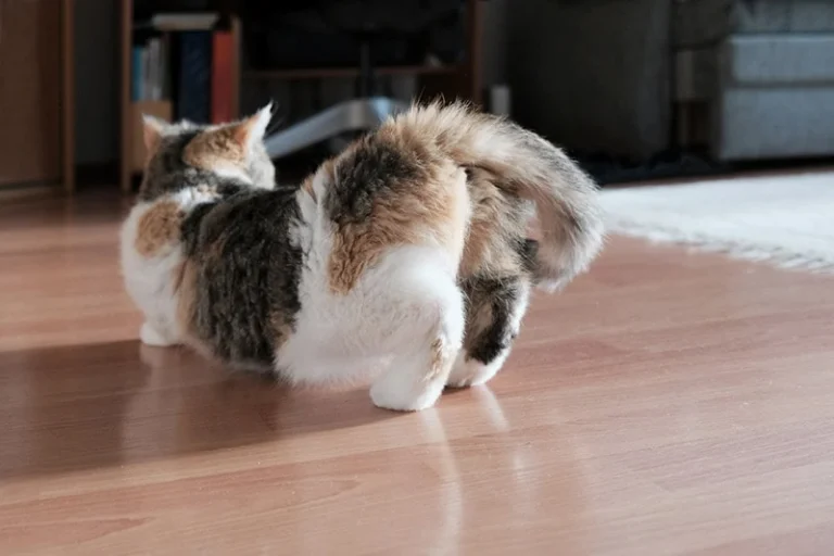 female cat in heat with raised butt