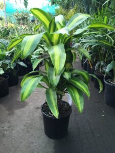 Dracaena