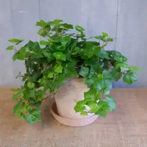 English Ivy