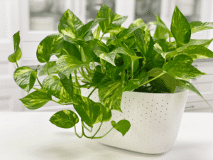 Pothos