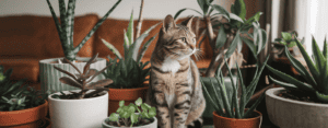 cats surrounded by pots of houseplants
