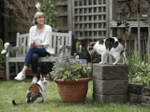 cat owner keeping a close watch on her cats outdoor