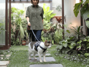 cat on leash