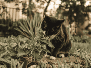 cat chewing on a plant in the yard