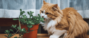 cat chewing on potted houseplant