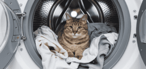 cat sitting inside washing machine