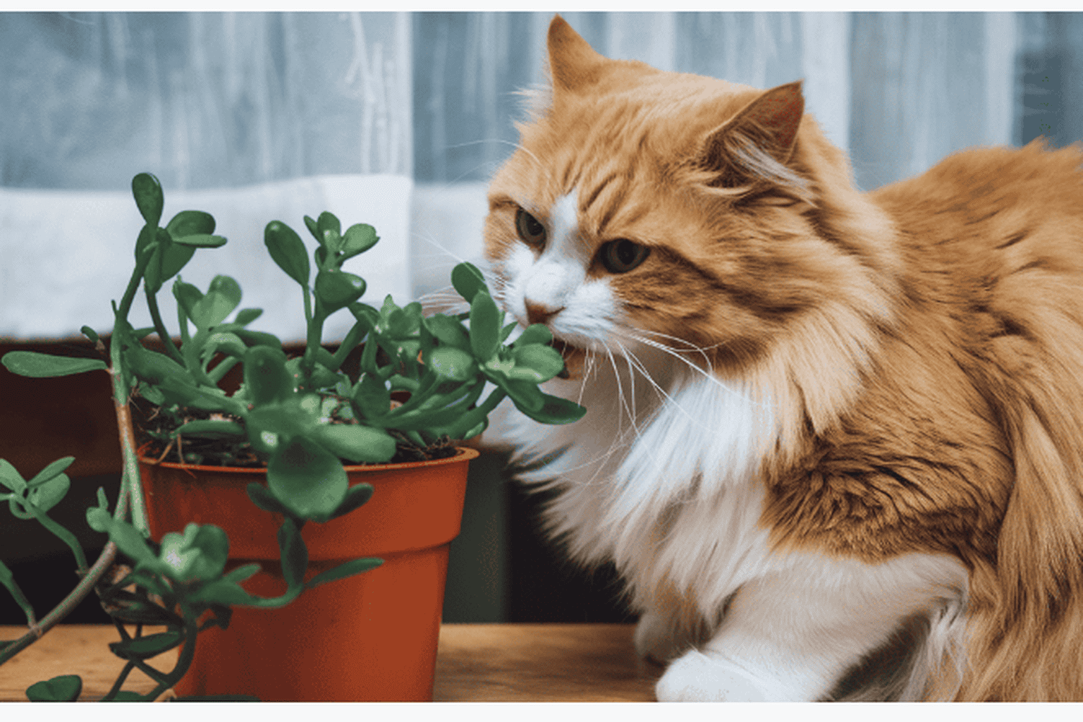 What to Do If a Cat Eats a Toxic Plant