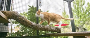 cat in enclosed catio