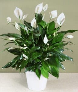 peace lily