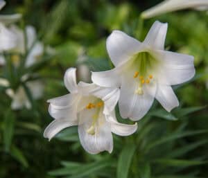 toxic houseplants for cats: true lilies