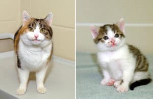 cloned cats Rainbow and Cc