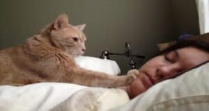 cat watching owner sleep