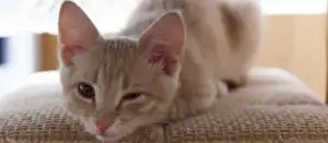 cat blinks