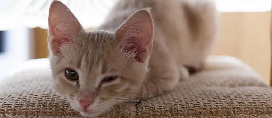 cat blinks