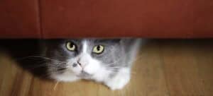 Scared Cat hiding