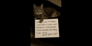 Murphy story