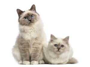 Birman cat