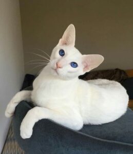 Foreign White