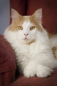 Maine Coon — red/orange and white coloring.