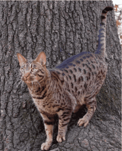 Ocicat