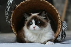 best cats for apartment - Ragdoll