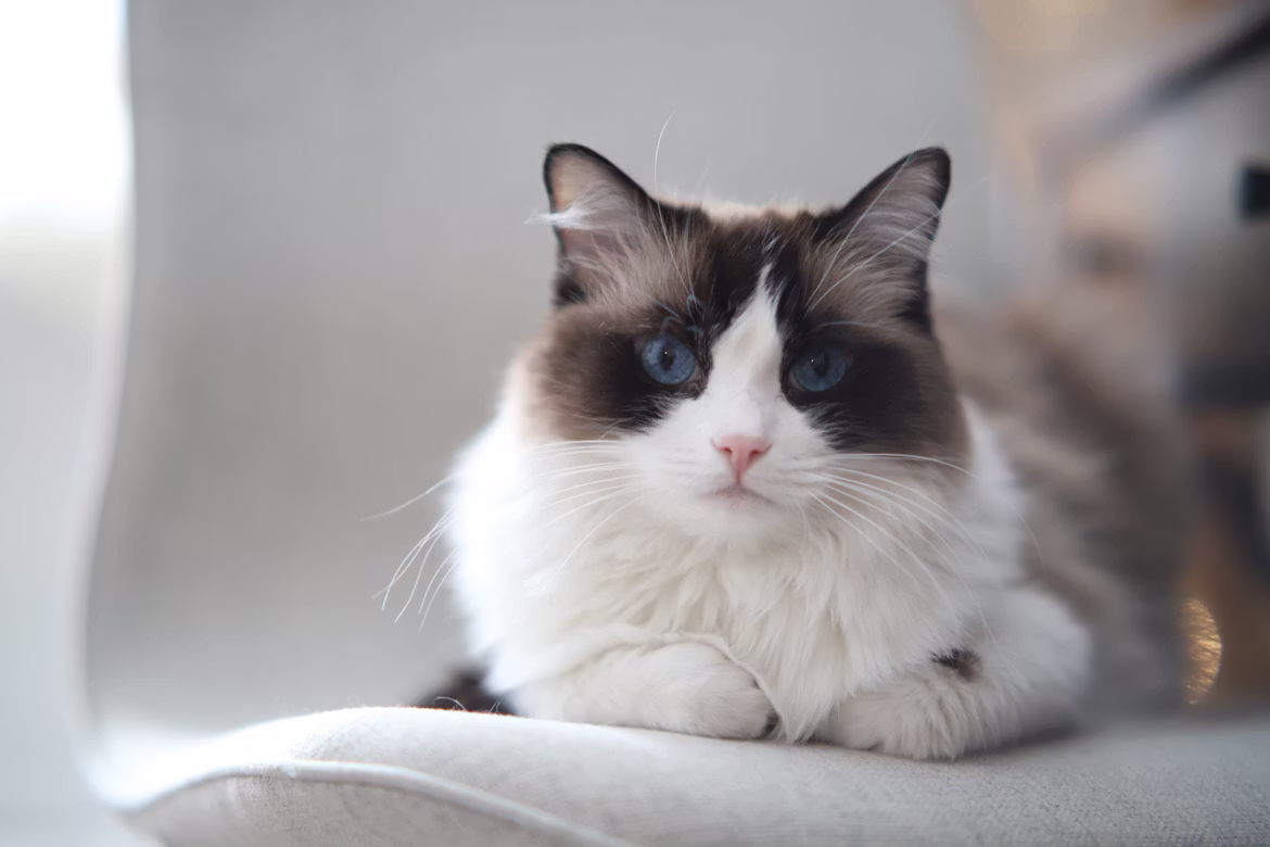 Ragdoll cat