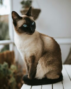 Siamese Cat with blue eyes