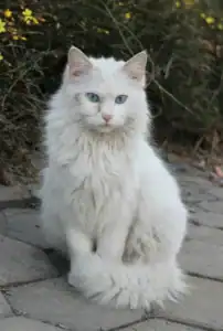 Turkish Angora