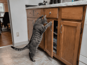 cat opening cabinet in kitchen