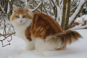Norwegian Forest Cat