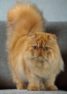 Persian