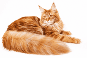 Fluffy tail cat breeds - Maine coon