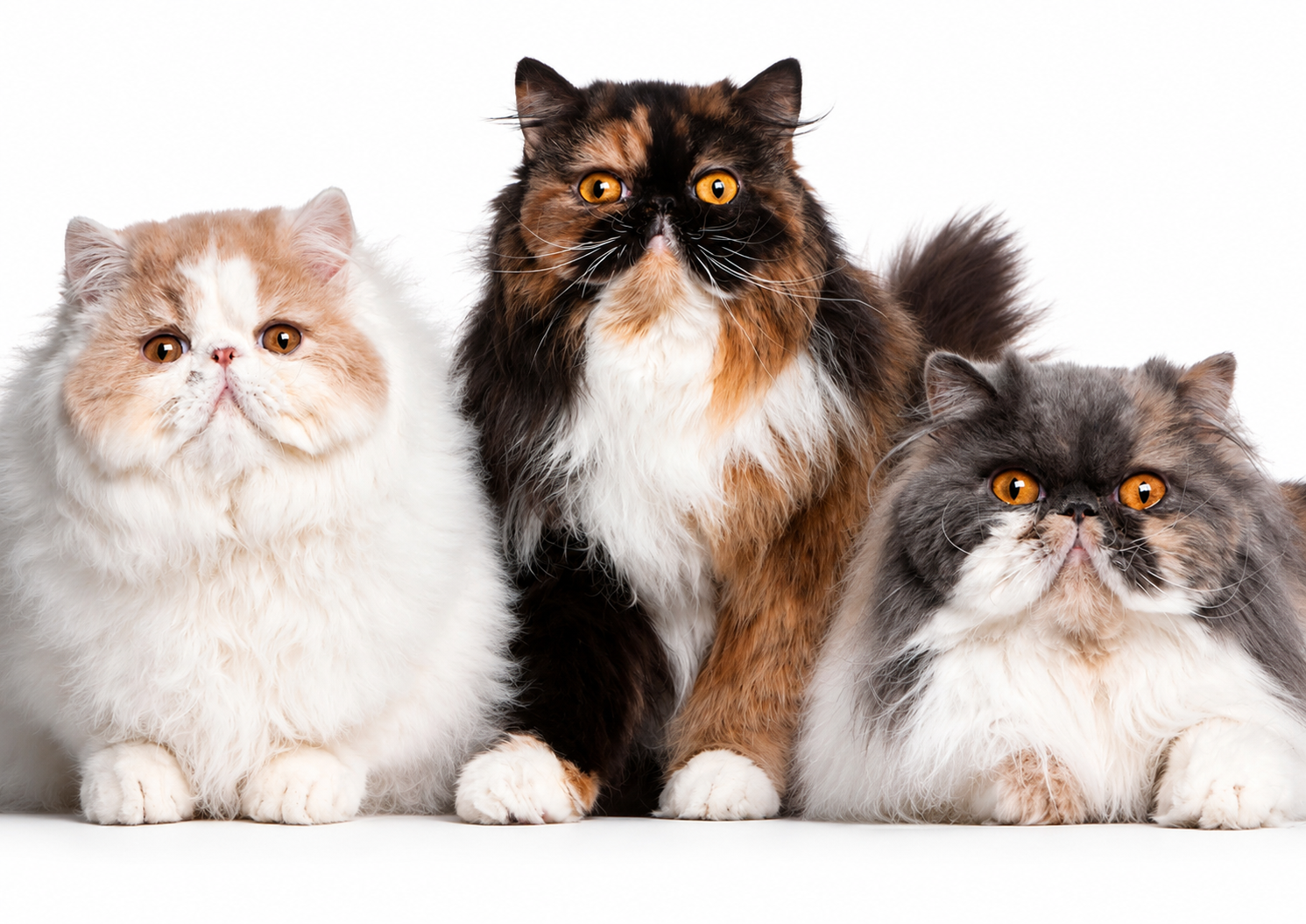 Persian cat